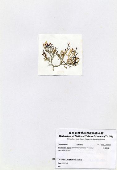 中文名：白果胞藻 (A000257)學名： em Tricleocarpa fragilis (Linnaeus) Huisman et Townsend /em 