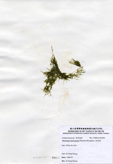 中文名：指枝藻 (A000284)學名： em Valoniopsis pachynema (Martens) Boergesen /em 