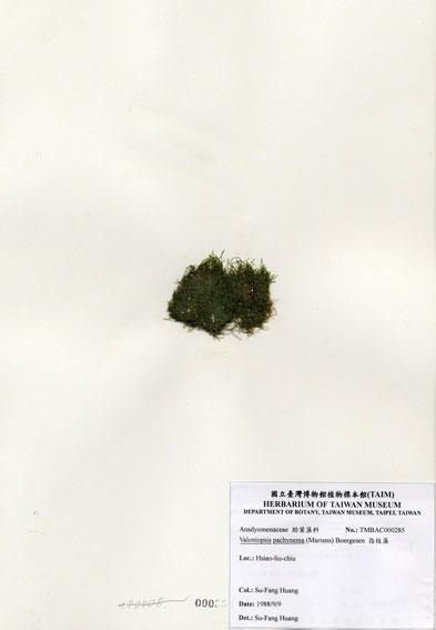 中文名：指枝藻 (A000285)學名： em Valoniopsis pachynema (Martens) Boergesen /em 