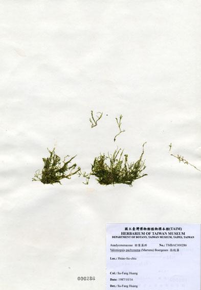 中文名：指枝藻 (A000286)學名： em Valoniopsis pachynema (Martens) Boergesen /em 