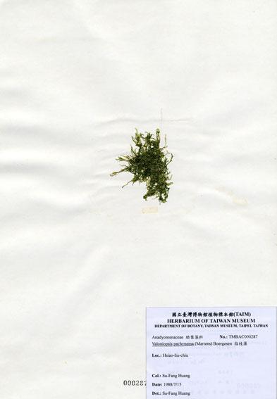 中文名：指枝藻 (A000287)學名： em Valoniopsis pachynema (Martens) Boergesen /em 