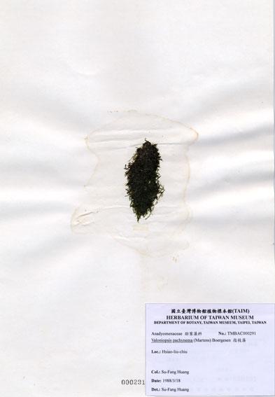 中文名：指枝藻 (A000291)學名： em Valoniopsis pachynema (Martens) Boergesen /em 