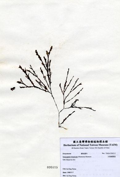 中文名：叉開網翼藻 (A000315)學名： em Dictyopteris divaricata (Okamura) Okamura /em 