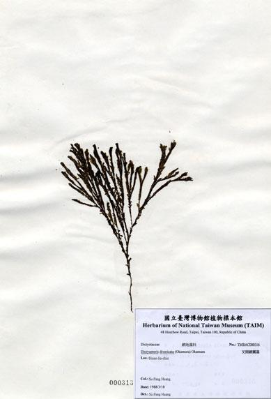 中文名：叉開網翼藻 (A000316)學名： em Dictyopteris divaricata (Okamura) Okamura /em 
