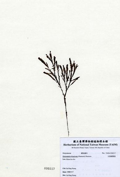中文名：叉開網翼藻 (A000317)學名： em Dictyopteris divaricata (Okamura) Okamura /em 