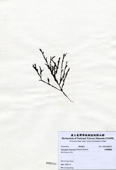 中文名：叉開網翼藻 (A000318)學名： em Dictyopteris divaricata (Okamura) Okamura /em 
