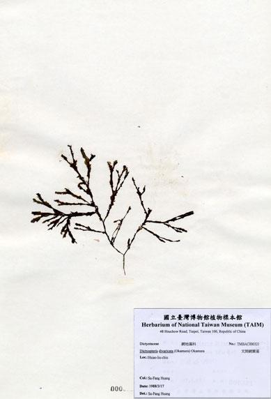 中文名：叉開網翼藻 (A000321)學名： em Dictyopteris divaricata (Okamura) Okamura /em 