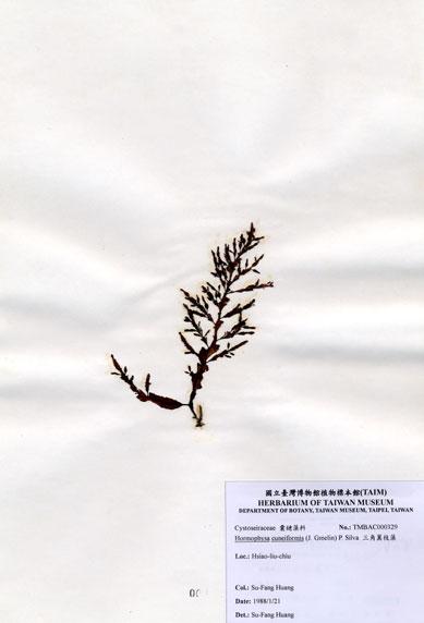 中文名：三角翼枝藻 (A000329)學名： em Hormophysa cuneiformis (J. Gmelin) P. Silva /em 