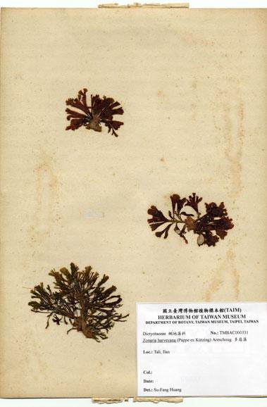 中文名：多扇藻 (A000331)學名： em Zonaria harveyana (Pappe ex Kutzing) Areschoug /em 