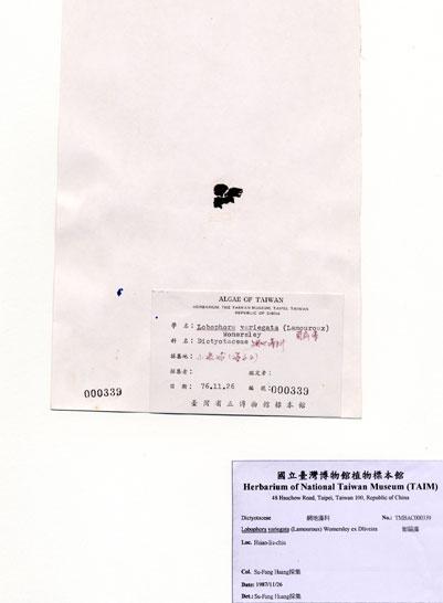 中文名：匍扇藻 (A000339)學名： em Lobophora variegata (Lamouroux) Womersley ex Dliveira /em 