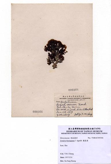 中文名：圈扇藻 (A000366)學名： em Zonaria diesingiana J. Agardh /em 