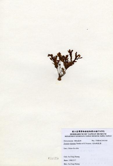 中文名：有柄褐扇藻 (A000368)學名： em Zonaria stipitata Tanaka et Nozawa /em 