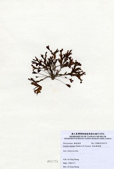 中文名：有柄褐扇藻 (A000370)學名： em Zonaria stipitata Tanaka et Nozawa /em 