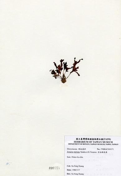 中文名：有柄褐扇藻 (A000371)學名： em Zonaria stipitata Tanaka et Nozawa /em 