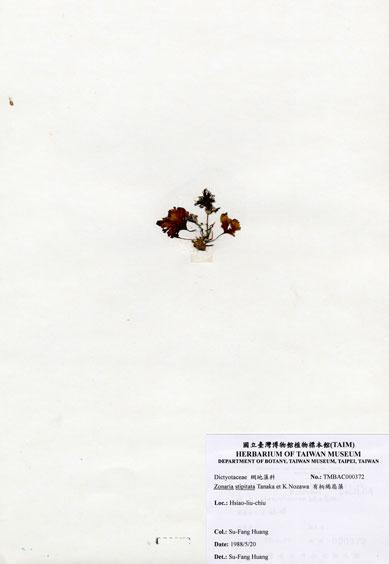 中文名：有柄褐扇藻 (A000372)學名： em Zonaria stipitata Tanaka et Nozawa /em 