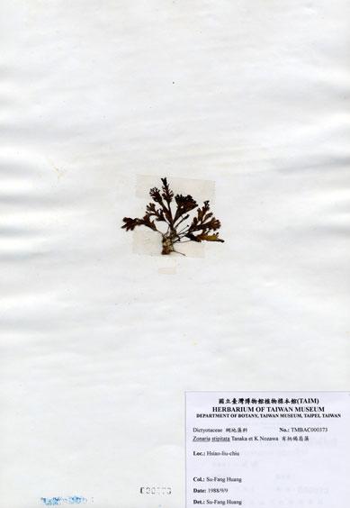 中文名：有柄褐扇藻 (A000373)學名： em Zonaria stipitata Tanaka et Nozawa /em 