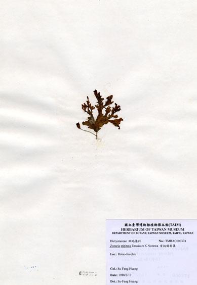 中文名：有柄褐扇藻 (A000374)學名： em Zonaria stipitata Tanaka et Nozawa /em 