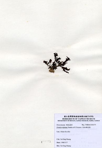 中文名：有柄褐扇藻 (A000375)學名： em Zonaria stipitata Tanaka et Nozawa /em 