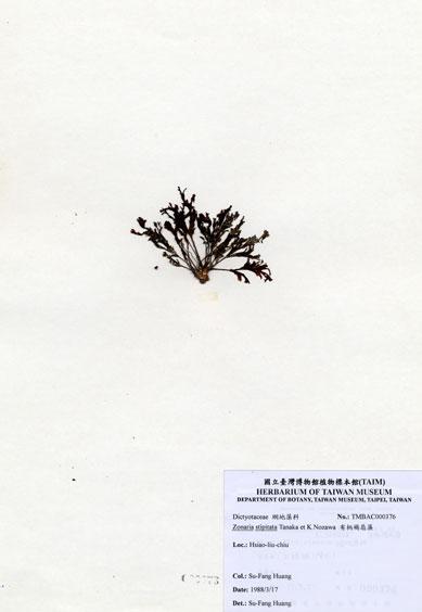 中文名：有柄褐扇藻 (A000376)學名： em Zonaria stipitata Tanaka et Nozawa /em 