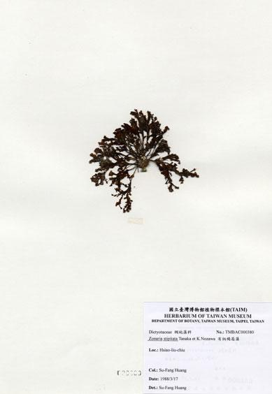 中文名：有柄褐扇藻 (A000380)學名： em Zonaria stipitata Tanaka et Nozawa /em 
