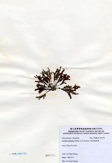 中文名：有柄褐扇藻 (A000381)學名： em Zonaria stipitata Tanaka et Nozawa /em 