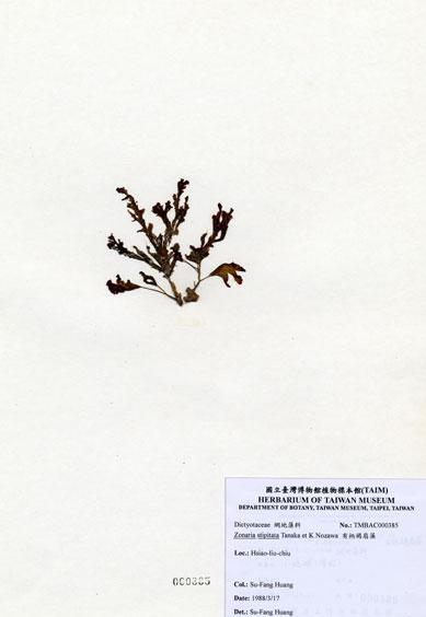 中文名：有柄褐扇藻 (A000385)學名： em Zonaria stipitata Tanaka et Nozawa /em 