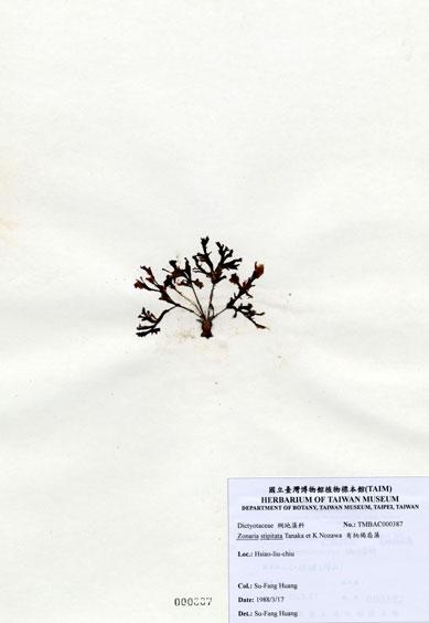 中文名：有柄褐扇藻 (A000387)學名： em Zonaria stipitata Tanaka et Nozawa /em 