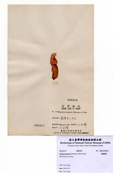 中文名：狹葉紫菜 (A000416)學名： em Porphyra angusta Okamura et Ueda in Ueda /em 