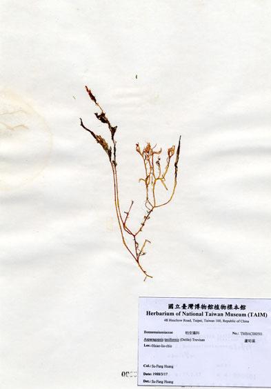 中文名：蘆筍藻 (A000501)學名： em Asparagopsis taxiformis (Delile) Trevisan /em 