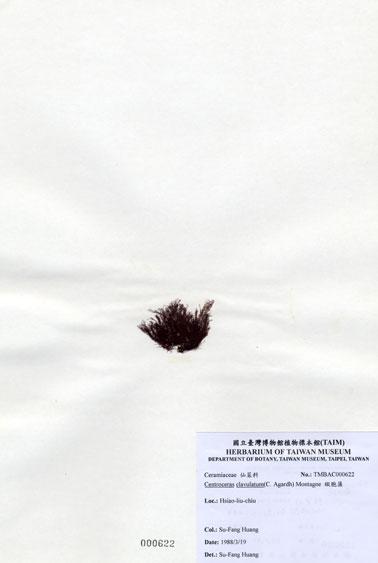 中文名：縱胞藻 (A000622)學名： em Centroceras clavulatum (C. Agardh) Montagne /em 