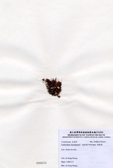 中文名：縱胞藻 (A000623)學名： em Centroceras clavulatum (C. Agardh) Montagne /em 