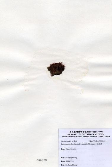 中文名：縱胞藻 (A000625)學名： em Centroceras clavulatum (C. Agardh) Montagne /em 