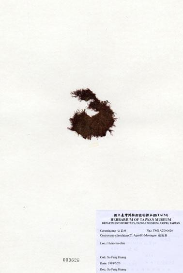 中文名：縱胞藻 (A000626)學名： em Centroceras clavulatum (C. Agardh) Montagne /em 