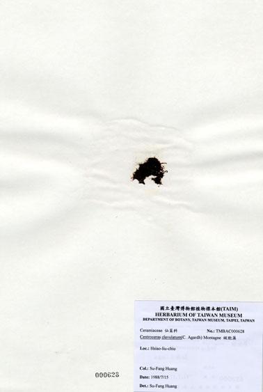 中文名：縱胞藻 (A000628)學名： em Centroceras clavulatum (C. Agardh) Montagne /em 