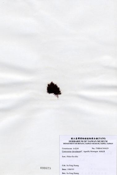 中文名：縱胞藻 (A000629)學名： em Centroceras clavulatum (C. Agardh) Montagne /em 