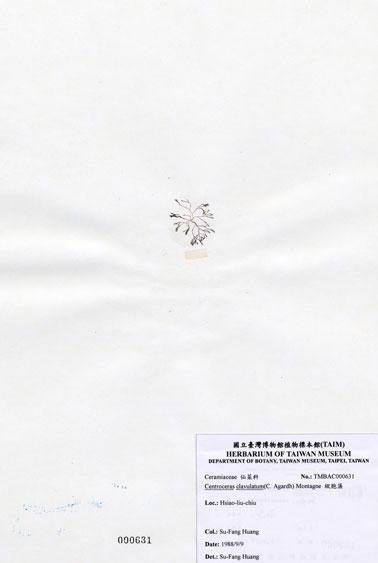 中文名：縱胞藻 (A000631)學名： em Centroceras clavulatum (C. Agardh) Montagne /em 
