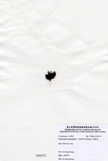 中文名：縱胞藻 (A000632)學名： em Centroceras clavulatum (C. Agardh) Montagne /em 