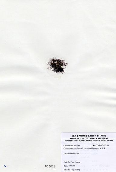 中文名：縱胞藻 (A000633)學名： em Centroceras clavulatum (C. Agardh) Montagne /em 