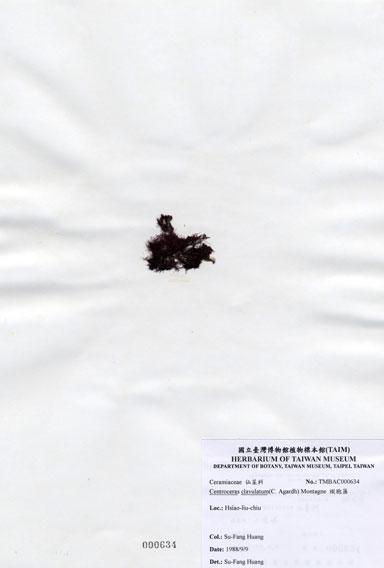 中文名：縱胞藻 (A000634)學名： em Centroceras clavulatum (C. Agardh) Montagne /em 