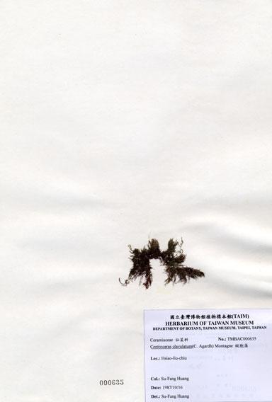 中文名：縱胞藻 (A000635)學名： em Centroceras clavulatum (C. Agardh) Montagne /em 