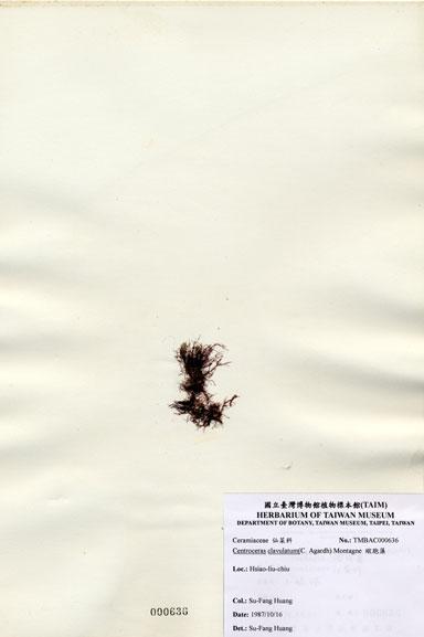 中文名：縱胞藻 (A000636)學名： em Centroceras clavulatum (C. Agardh) Montagne /em 