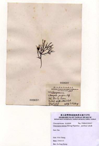 中文名：小毛孢藻 (A000697)學名： em Chnoospora minima (Hering) Papenfuss /em 