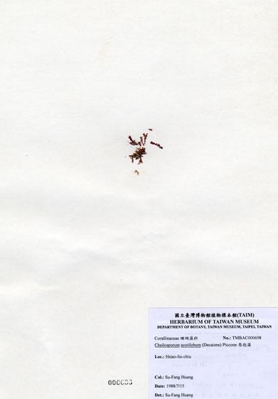 中文名：唇孢藻 (A000698)學名： em Cheilosporum acutilobum (Decaisne) Piccone /em 