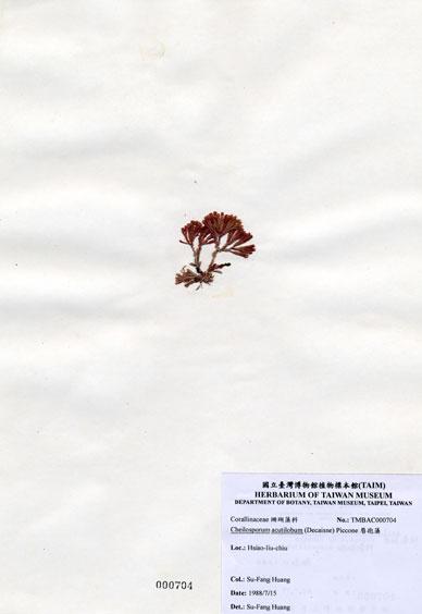 中文名：唇孢藻 (A000704)學名： em Cheilosporum acutilobum (Decaisne) Piccone /em 