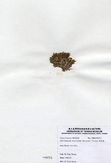 中文名：唇孢藻 (A000711)學名： em Cheilosporum acutilobum (Decaisne) Piccone /em 