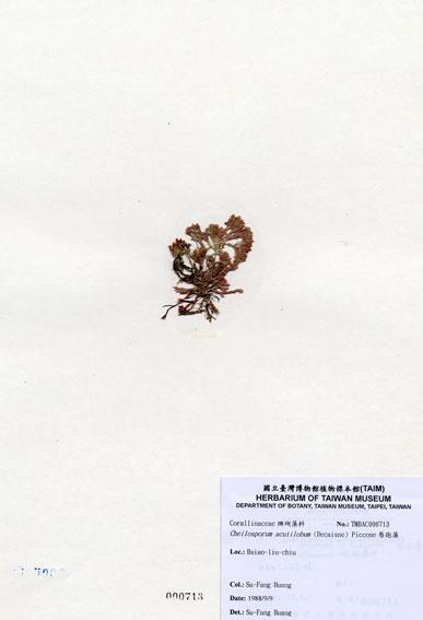 中文名：唇孢藻 (A000713)學名： em Cheilosporum acutilobum (Decaisne) Piccone /em 
