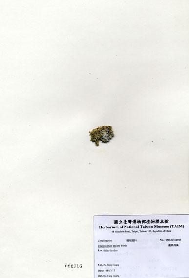 中文名：邊唇孢藻 (A000716)學名： em Cheilosporum anceps Yendo /em 