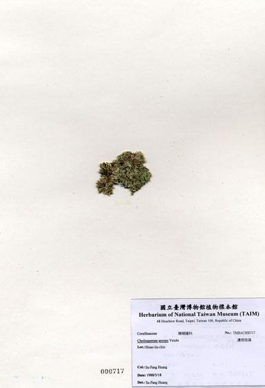 中文名：邊唇孢藻 (A000717)學名： em Cheilosporum anceps Yendo /em 