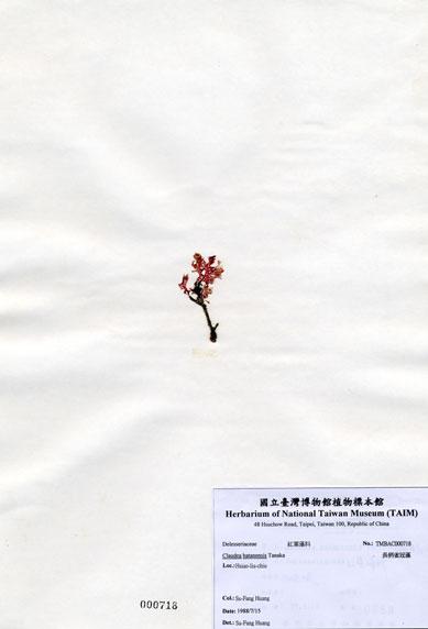 中文名：長柄雀冠藻 (A000718)學名： em Claudea batanensis Tanaka /em 