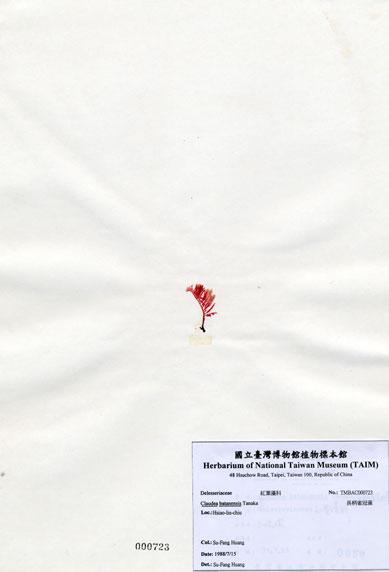 中文名：長柄雀冠藻 (A000723)學名： em Claudea batanensis Tanaka /em 